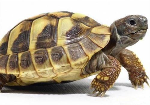 陆龟中最适合新手入坑的一种——赫曼陆龟的简单介绍