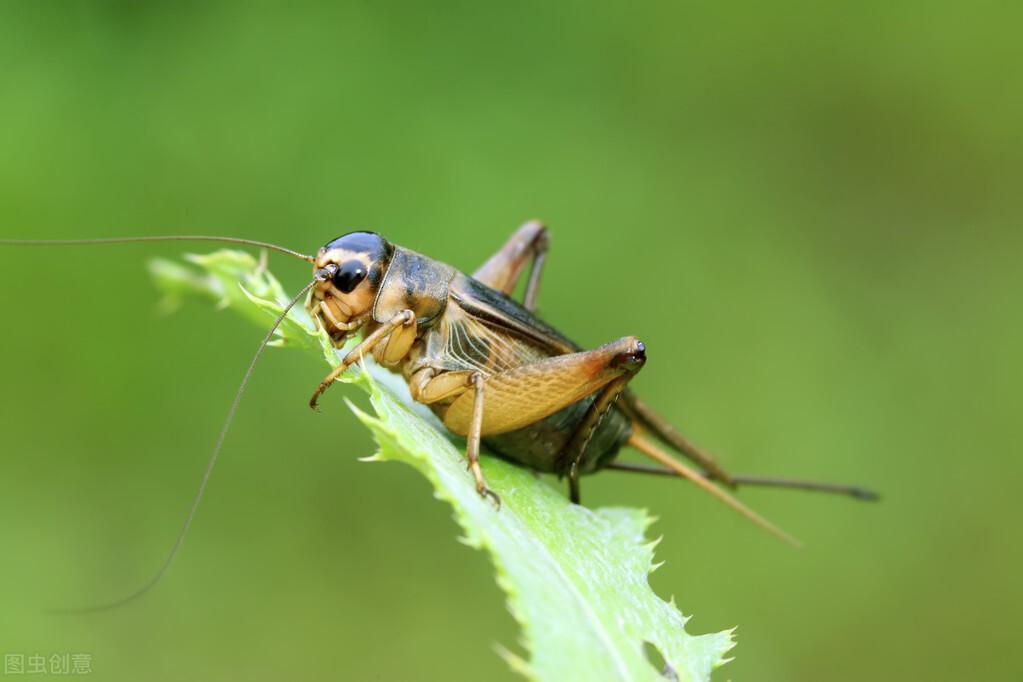 蟋蟀为什么要不停的鸣叫？重要作用就是招引雌蟋蟀，进行交配