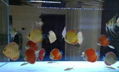七彩神仙鱼的鱼缸里可以混养哪些观赏鱼？（七彩神仙鱼混养鱼最佳搭配）