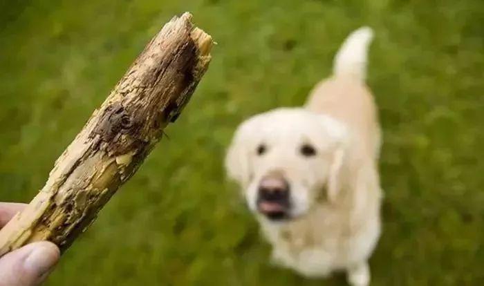 怎么消磨狗狗的精力?推荐狗狗喜欢玩的5种游戏,还能加深与主人的感情 怎么消磨狗狗的精力?推荐狗狗喜欢玩的5种游戏,还能加深与主人的感情