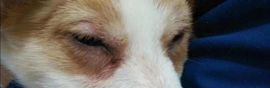 狗狗眼睛流泪周围掉毛是吃了什么海鲜产品？宠物医生来告诉你