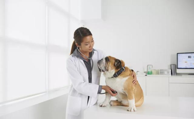 狗狗突然哑然失声怎么回事?可能是这6种疾病导致的 狗狗突然哑然失声怎么回事?可能是这6种疾病导致的