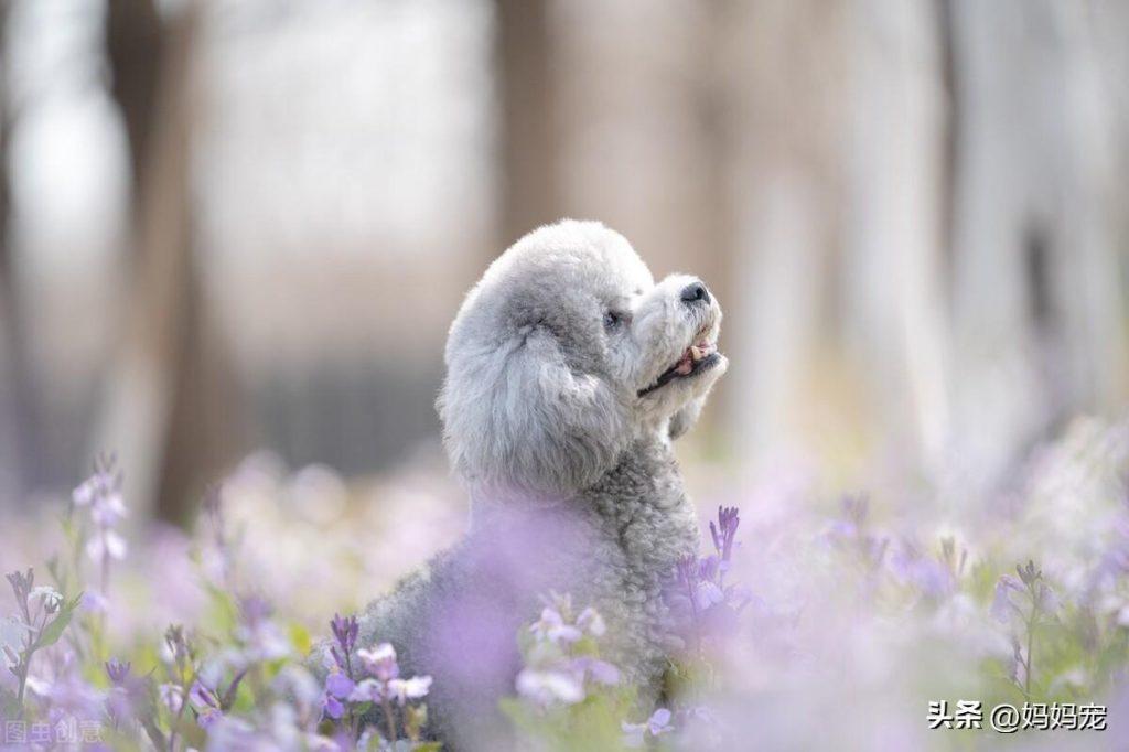 怎么辨别灰泰迪的品相?如何挑选灰色泰迪犬?(灰色泰迪犬怎么看纯不纯正) 怎么辨别灰泰迪的品相?如何挑选灰色泰迪犬?(灰色泰迪犬怎么看纯不纯正)