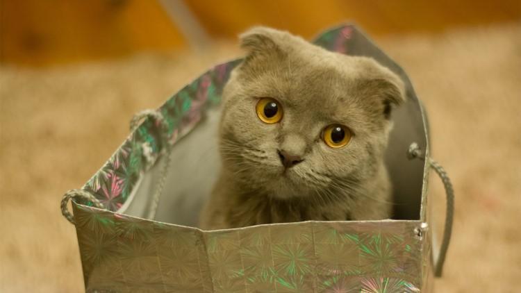 猫咪生病受伤,这10种药品可是救命药家庭必备 猫咪生病受伤,这10种药品可是救命药家庭必备