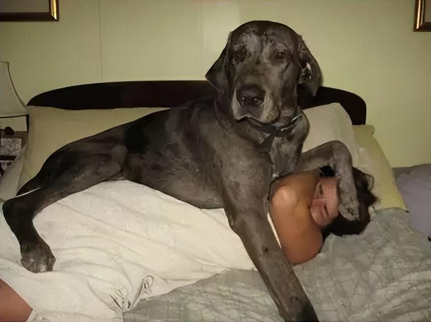 为什么狗狗喜欢跟你一起睡呢？无非是这5个原因