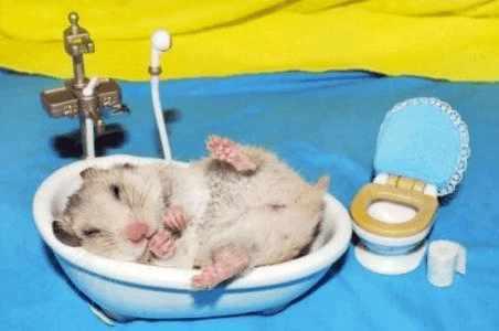 仓鼠为什么不能用水洗澡呢？不小心用水洗了又会怎样？