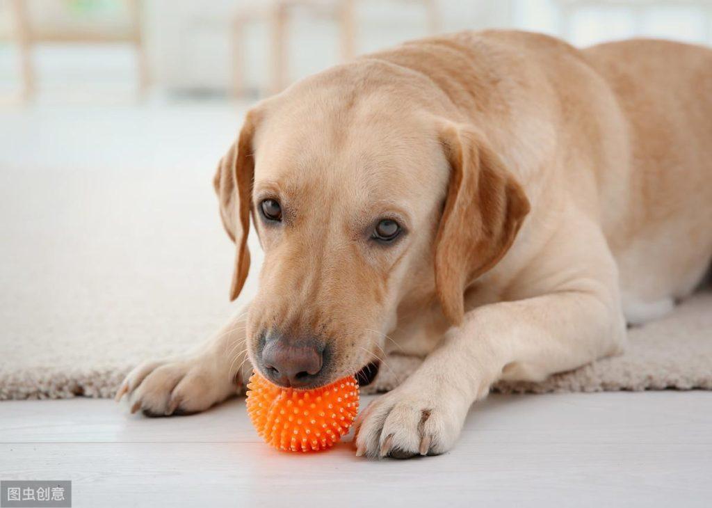 狗狗常见的食管疾病防治，以及肠胃疾病防治