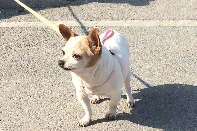 吉娃娃幼犬不喝水怎么办？该如何补救？
