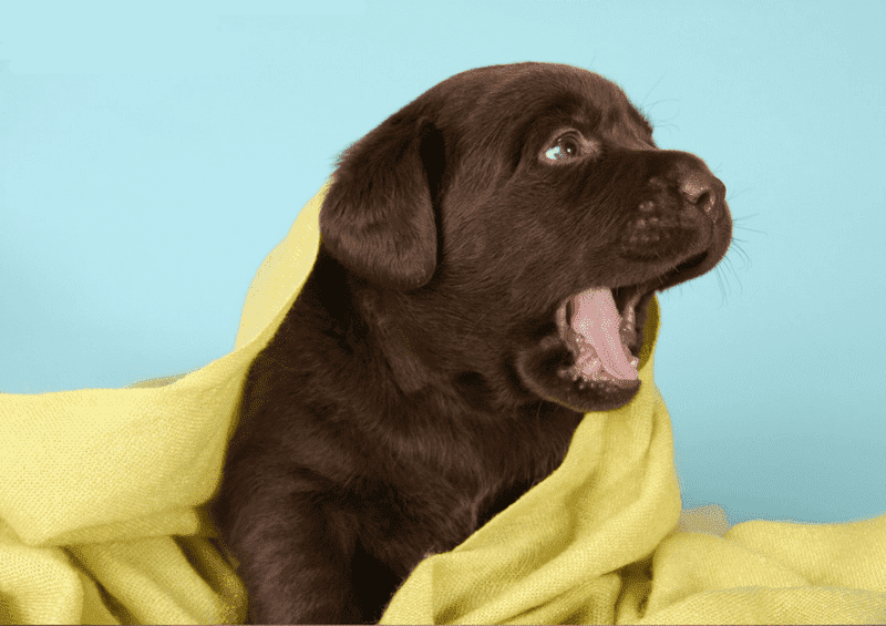 狗狗突然哑然失声，不一定是累了，还可能是这6种疾病导致的