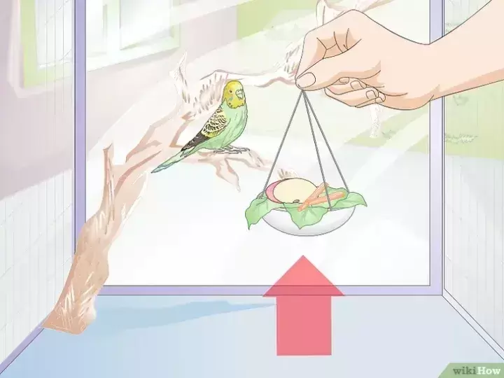 如何喂养虎皮鹦鹉？正确的喂食方法