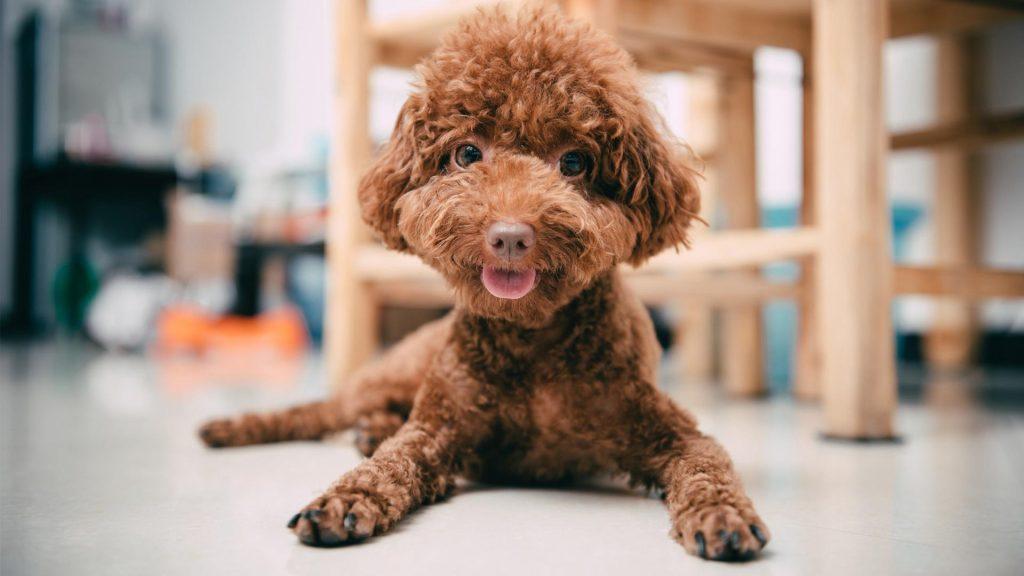 了解泰迪犬舔爪子的四大原因，有可能是生病了，不要视而不见