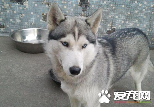 如何训练哈士奇？掌握一定的训练原则
