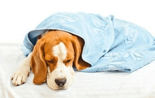 什么是犬胃炎？狗狗呕吐怎么办？频繁吐可能是患了胃炎