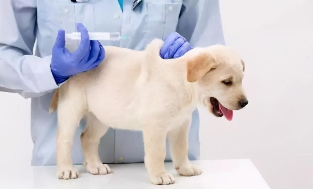 狗狗接种疫苗后的注意事项有哪些?狗狗打完疫苗的几大注意事项,不能白打 狗狗接种疫苗后的注意事项有哪些?狗狗打完疫苗的几大注意事项,不能白打