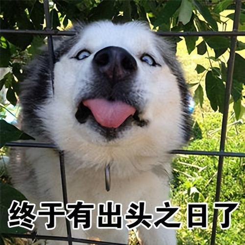 12种狗狗起名法,总有一种适合你,你家狗狗叫什么呢? 12种狗狗起名法,总有一种适合你,你家狗狗叫什么呢?