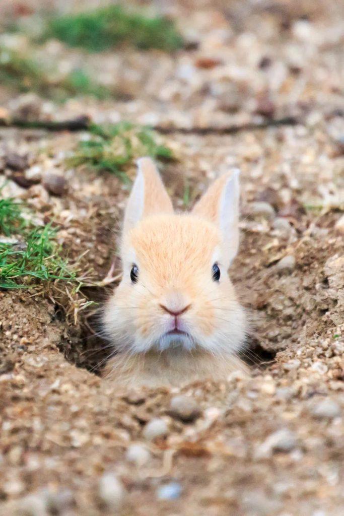 兔子耳朵为什么竖起来？嘴巴为什么是三瓣