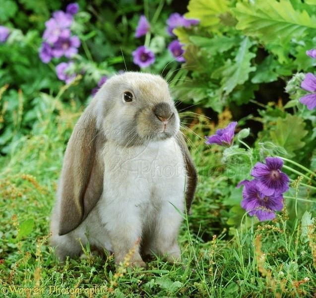 兔子耳朵为什么竖起来？嘴巴为什么是三瓣