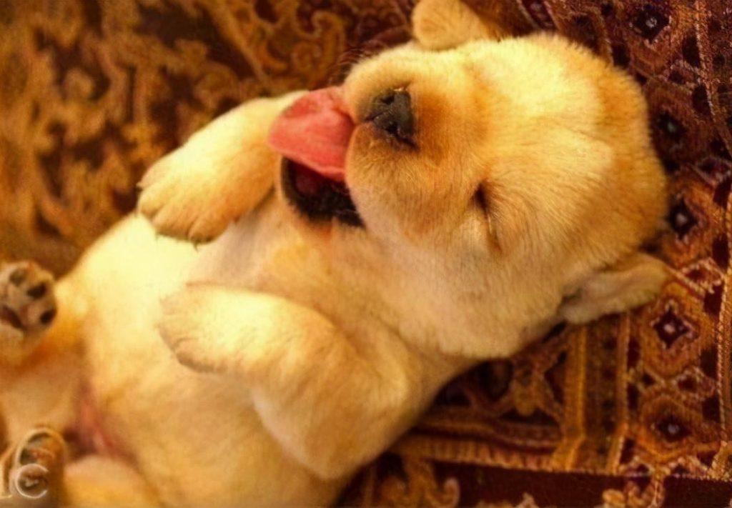 狗狗喜欢吐舌头，或频繁吐舌头是什么意思？除散热外，还有这6个原因