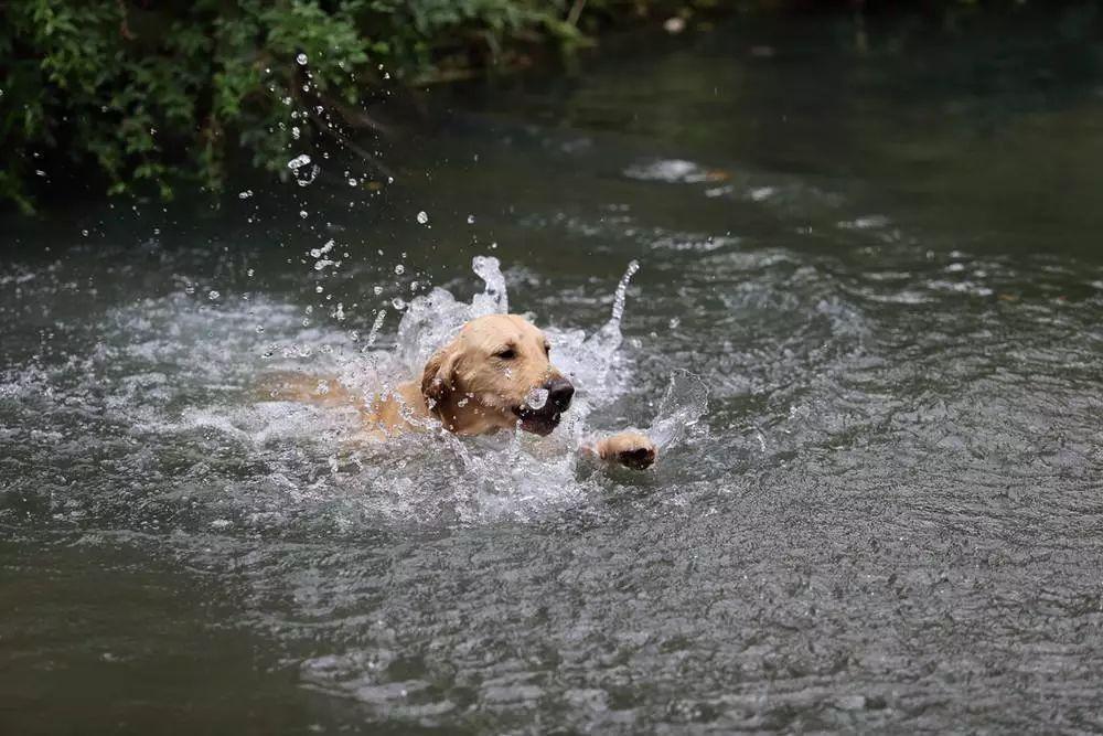 狗狗能不能学会游泳，最主要的还是主人的教育方式，也要注意三点技巧
