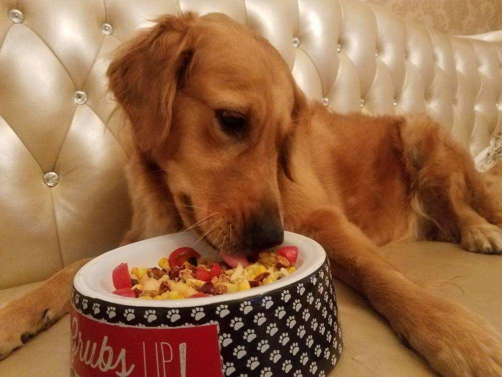 你家狗狗最爱吃什么食物?这6种辅食拌狗粮,能让狗狗食欲大增 你家狗狗最爱吃什么食物?这6种辅食拌狗粮,能让狗狗食欲大增