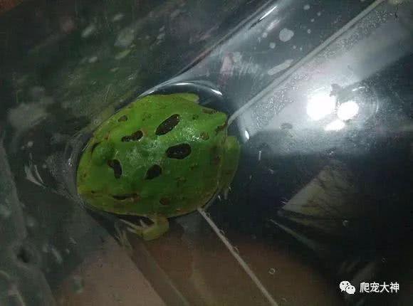 角蛙蝌蚪的正确饲养方法（入手蝌蚪前需要做那些准备？）