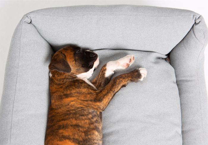 狗狗嗜睡背后隐藏着甲状腺减退风险，主人应知四种诊断方式（狗狗甲状腺怎么治疗）
