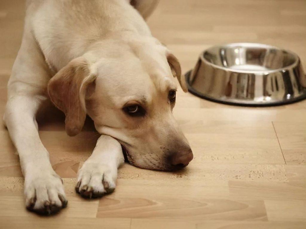狗狗不吃狗粮怎么办？你家狗狗会经常挑食吗？