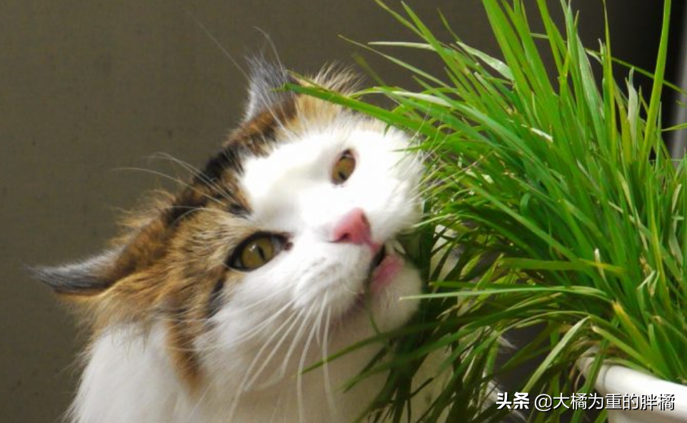 担心猫咪患毛球症?给猫草?猫草有什么效果?有4种效果,还能当零食 担心猫咪患毛球症?给猫草?猫草有什么效果?有4种效果,还能当零食