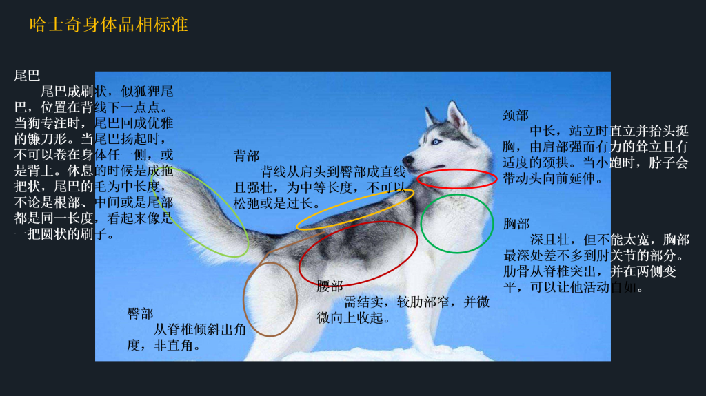 哈士奇的品相好坏怎么看？哈士奇的10大特点