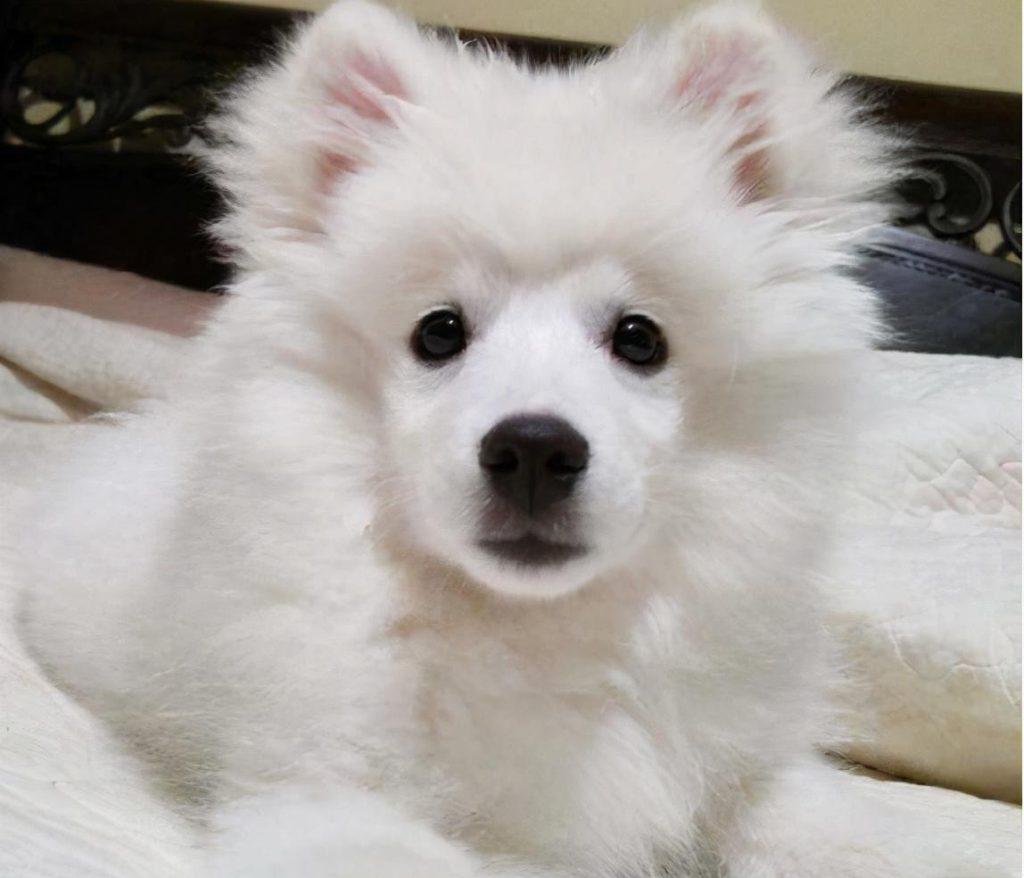 狗狗为什么会一直不长个呢?可能是因为主人没有给它补对营养! 狗狗为什么会一直不长个呢?可能是因为主人没有给它补对营养!