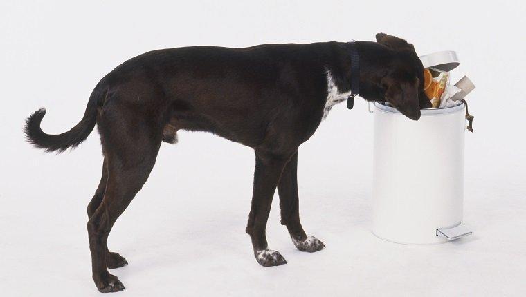 什么是犬胃炎？狗狗呕吐怎么办？频繁吐可能是患了胃炎