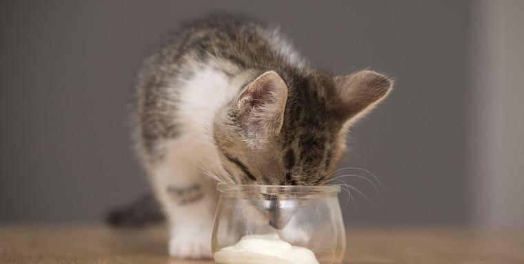 你家猫咪爱吃什么食物？猫咪能吃的20种人类食物，吃了更加健康