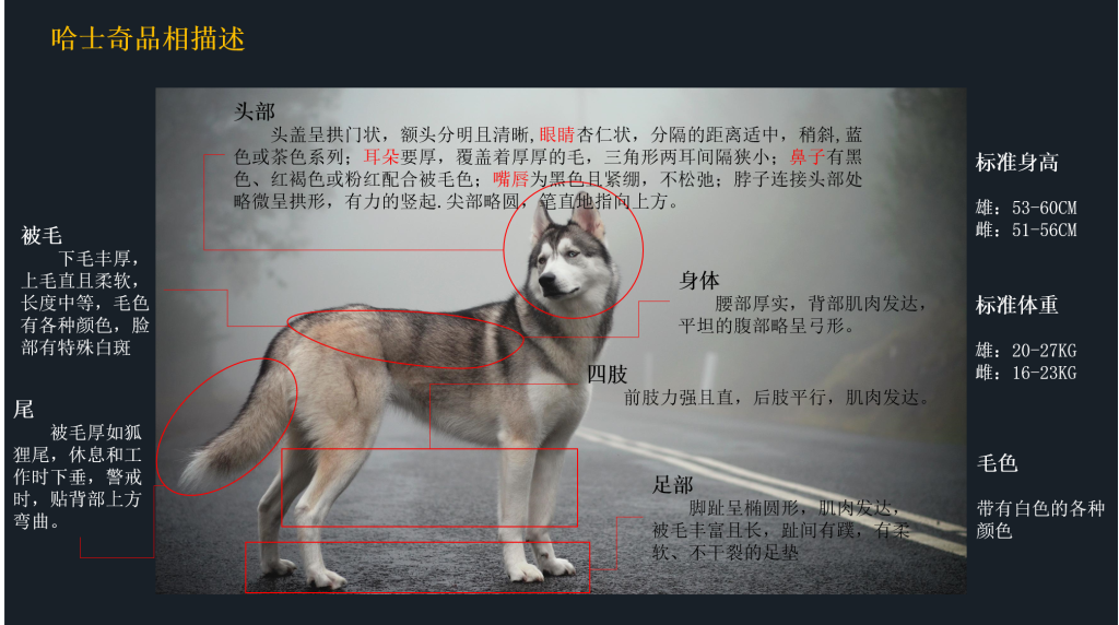 哈士奇的品相好坏怎么看？哈士奇的10大特点