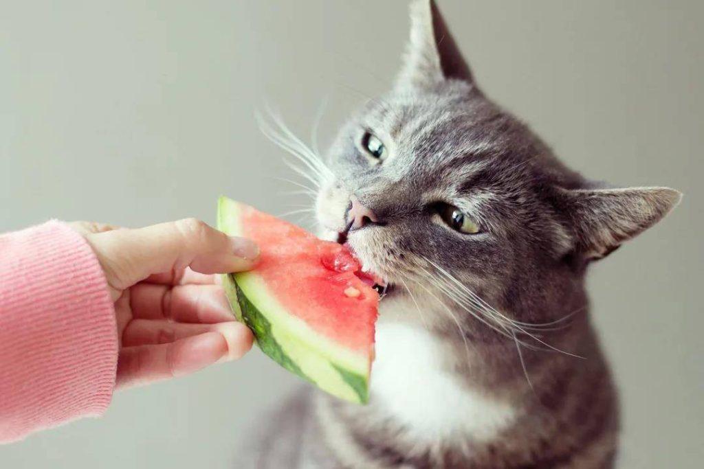 你家猫咪爱吃什么食物？猫咪能吃的20种人类食物，吃了更加健康