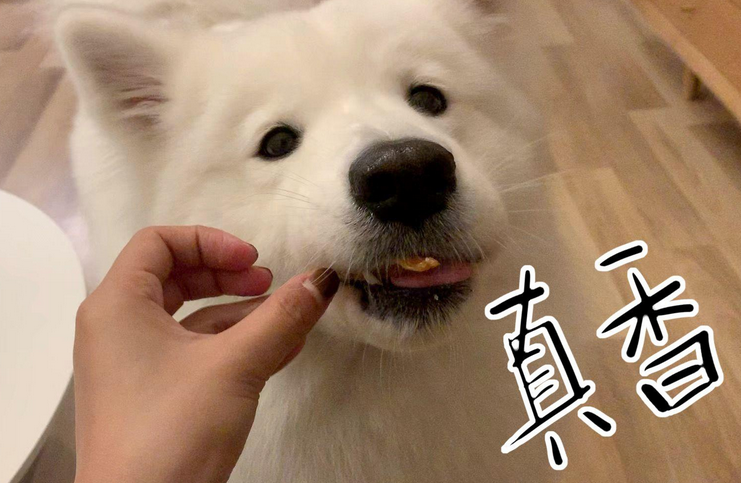 这几个喂食行为,对萨摩耶来说,危害性很高(喂食的喂组成语) 这几个喂食行为,对萨摩耶来说,危害性很高(喂食的喂组成语)