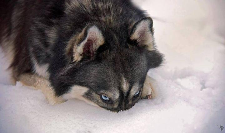 紫貂色哈士奇血统更接近狼，一身紫貂色看去比狼更霸气！