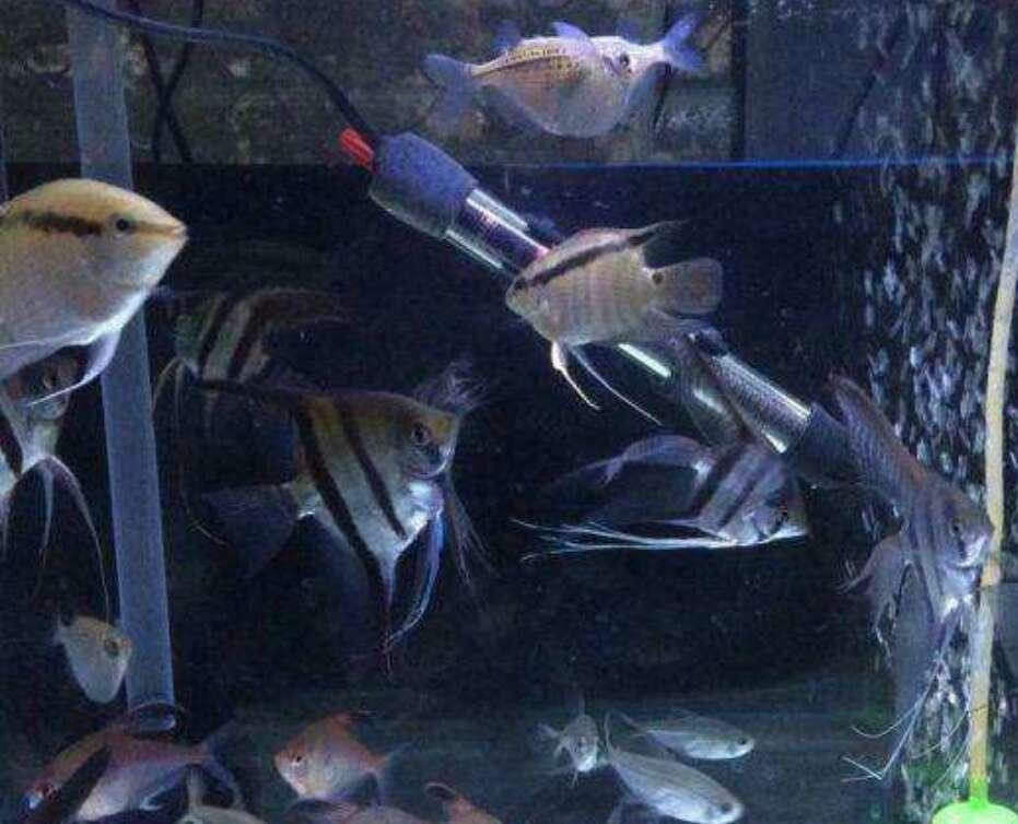 家里的鱼缸越来越多,在饲养上应该注意哪些问题?(家里鱼缸太多怎么办) 家里的鱼缸越来越多,在饲养上应该注意哪些问题?(家里鱼缸太多怎么办)