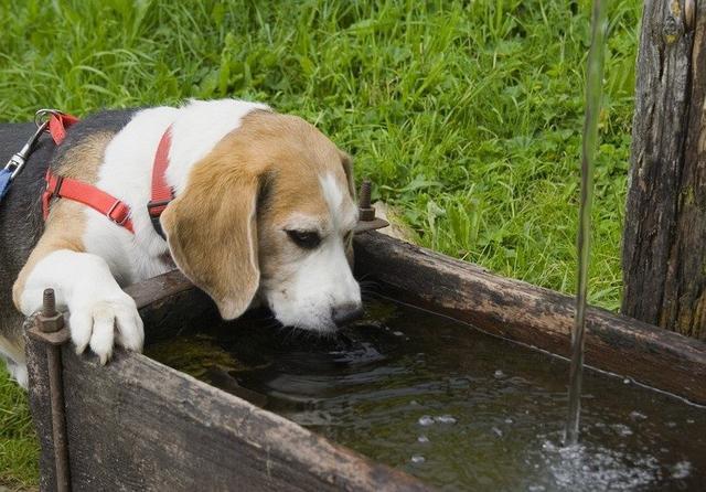 狗狗频繁排尿是水喝多了？尿频还可能是药物和这些疾病导致