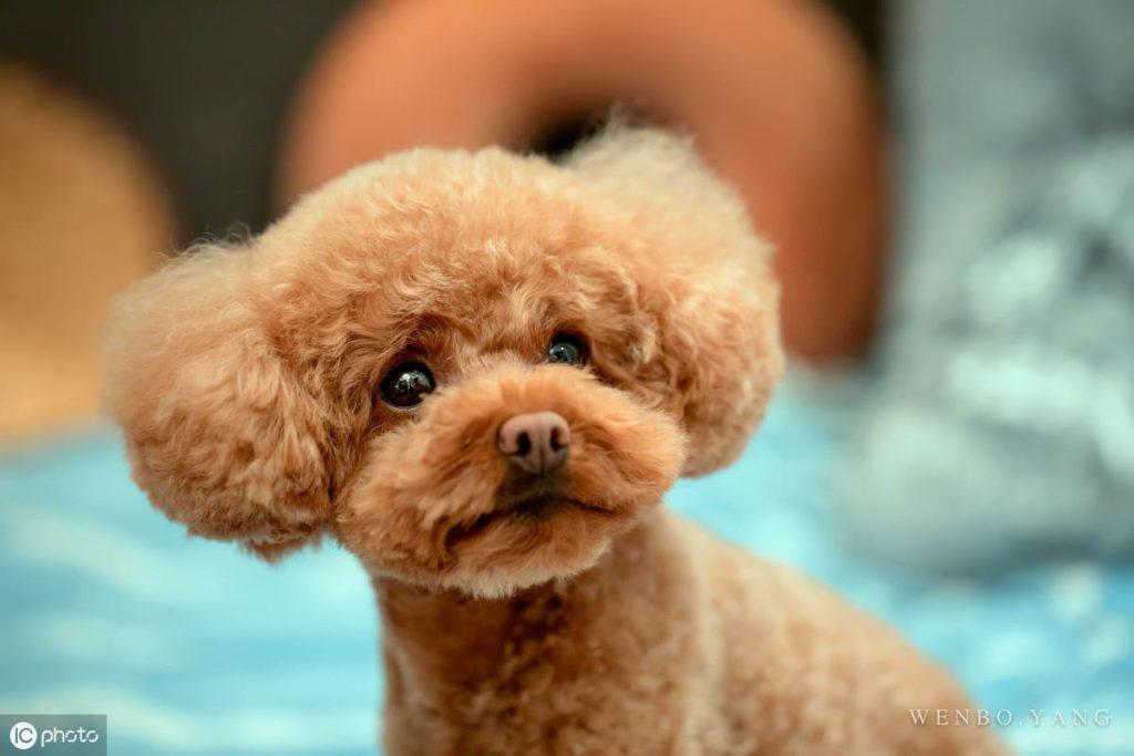 泰迪犬吃多了怎么办？我们喂食方面要注意什么呢？