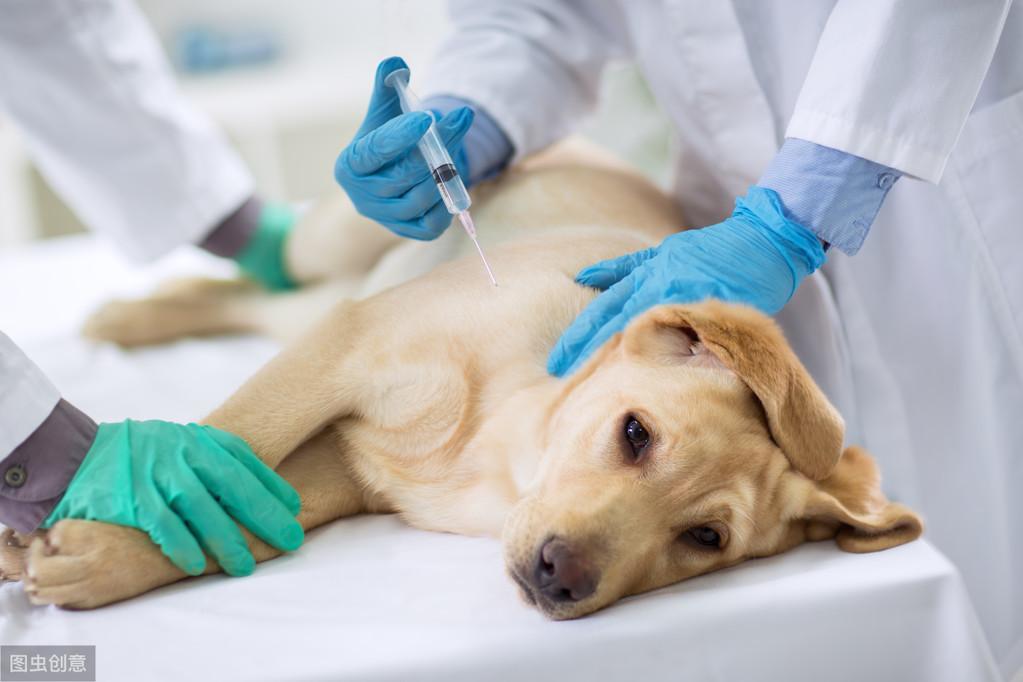狗狗的疫苗应该怎么打？二联四联五联还是六联？打疫苗前后要注意什么？