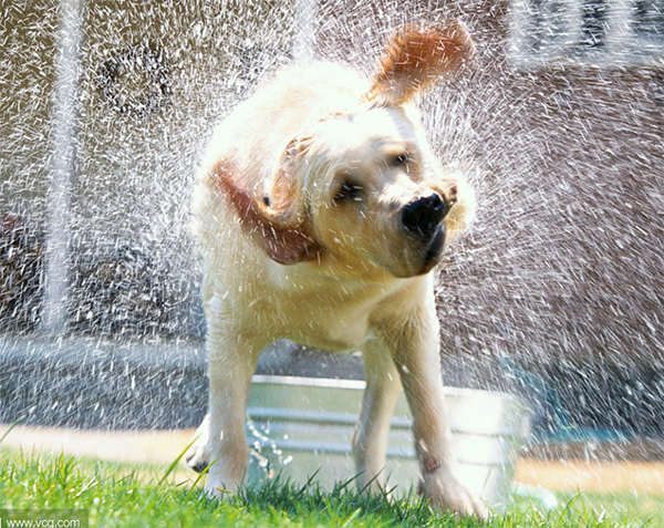 金毛篇 | 给狗狗洗澡和驱虫需要注意些什么？
