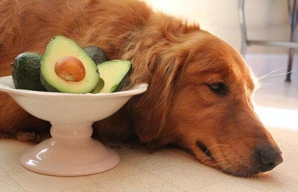 狗狗不能水果食物有哪些？绝对不能吃