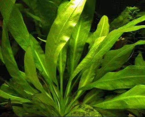 新手养殖孔雀鱼可以种植水草吗，什么水草简单易养？