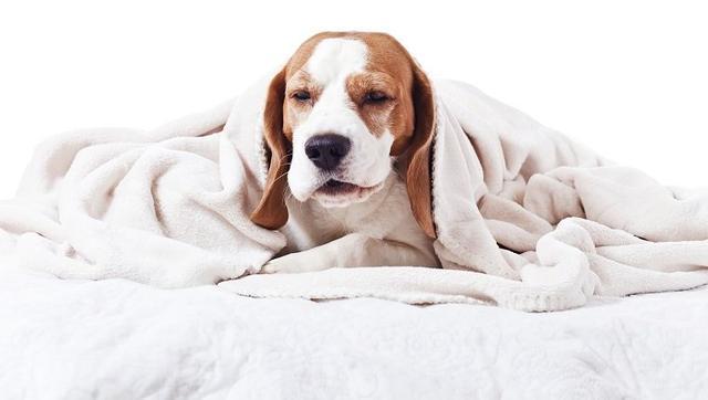 狗狗突然哑然失声，不一定是累了，还可能是这6种疾病导致的