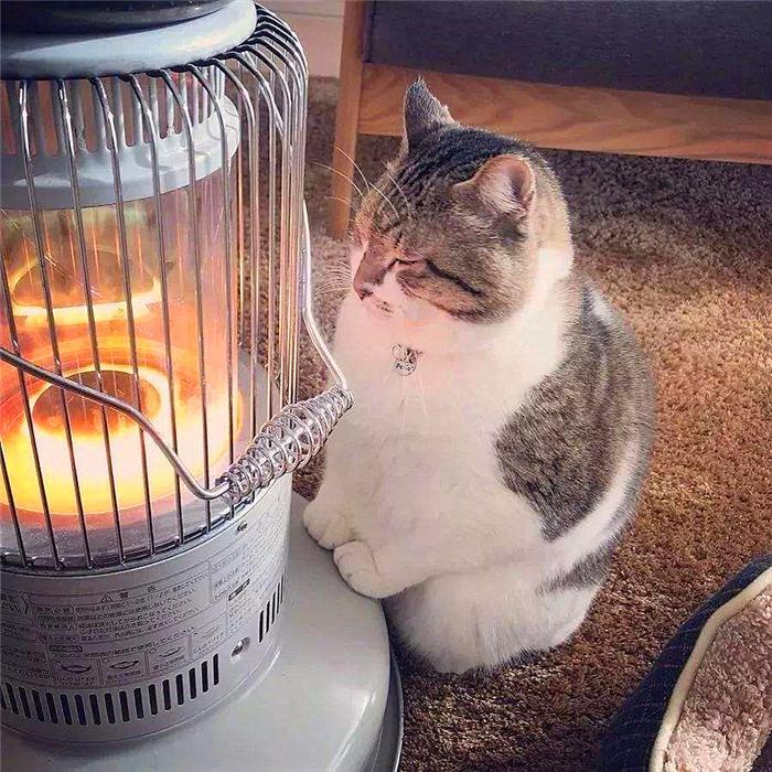 猫咪取暖却被灼伤？温水煮青蛙也能放在猫身上，冷烫伤不可不防（猫暖炉烧伤）