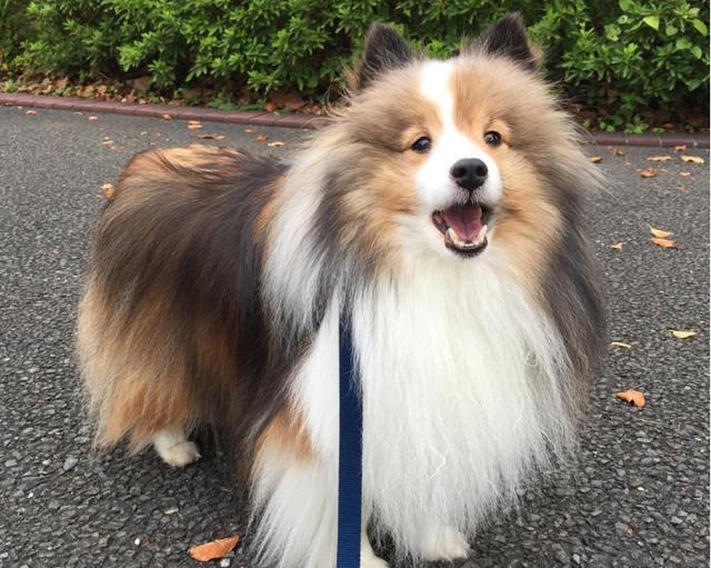 喜乐蒂牧羊犬太臭怎么办?5个方法治喜乐蒂牧羊犬太臭 喜乐蒂牧羊犬太臭怎么办?5个方法治喜乐蒂牧羊犬太臭