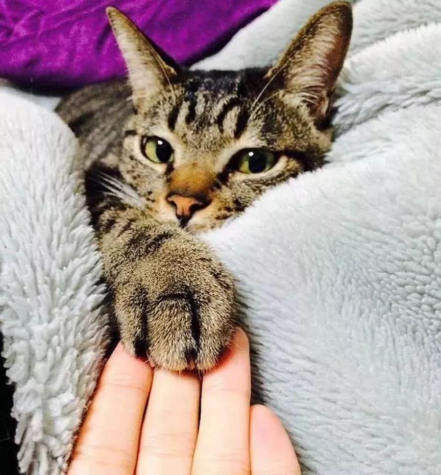 猫咪为什么不让人摸它的爪子?猫咪不让人摸它的爪子的秘密 猫咪为什么不让人摸它的爪子?猫咪不让人摸它的爪子的秘密