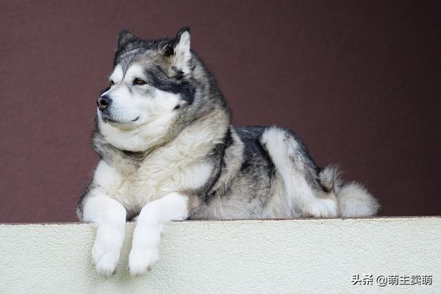 阿拉斯加雪橇犬发情怎么办？阿拉斯加发情护理攻略