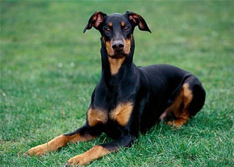 杜宾犬详细立耳方法有哪些？立耳时要注意什么事项？