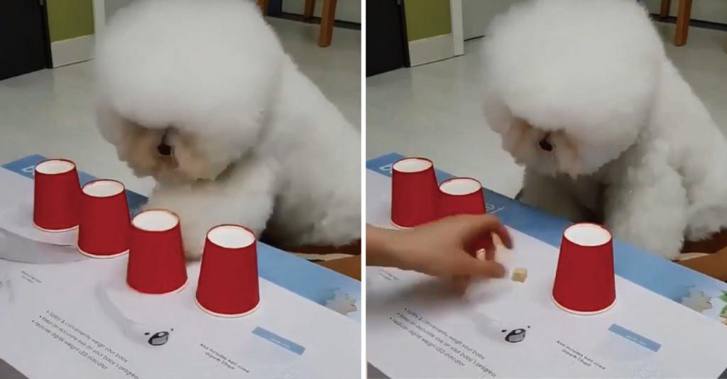 怎么消磨狗狗的精力?推荐狗狗喜欢玩的5种游戏,还能加深与主人的感情 怎么消磨狗狗的精力?推荐狗狗喜欢玩的5种游戏,还能加深与主人的感情